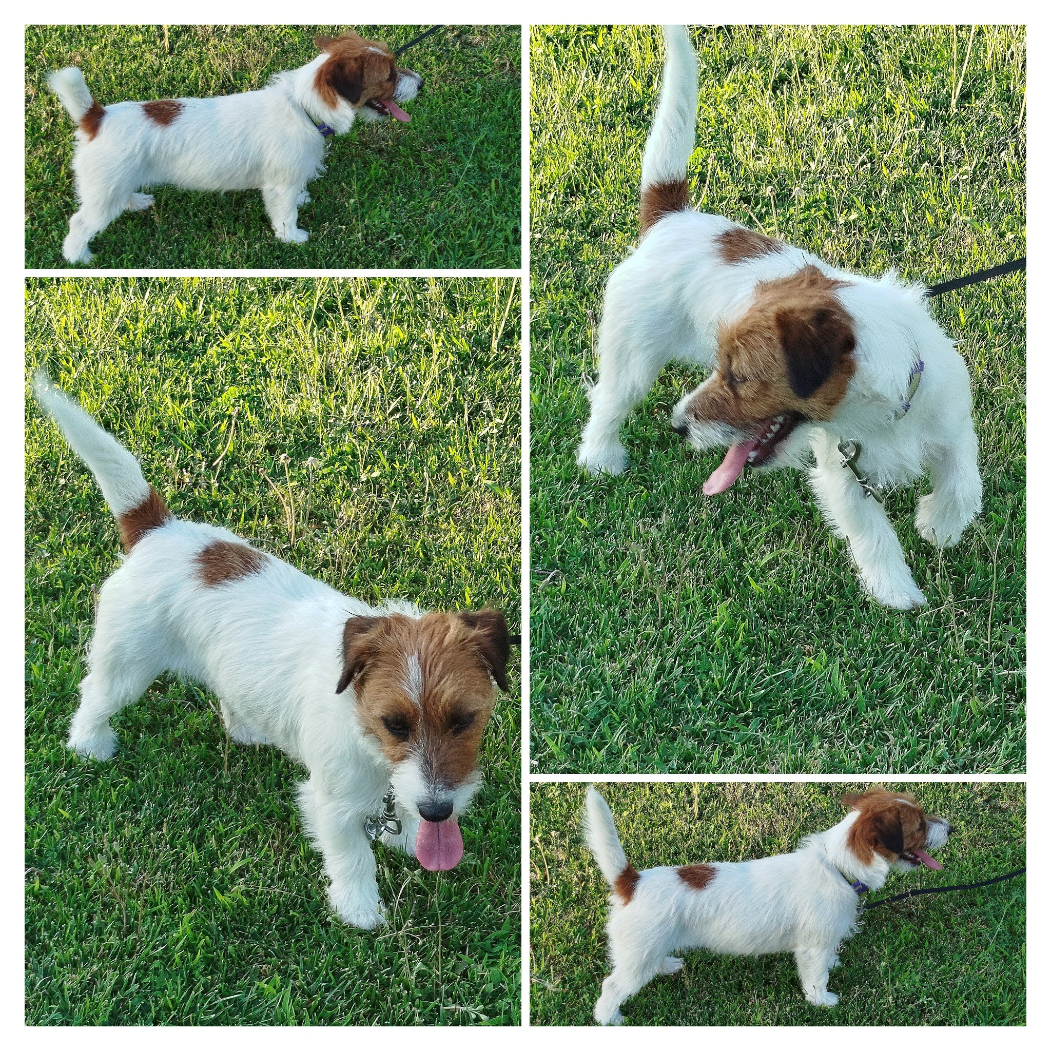 Img 20240724 202141 collage