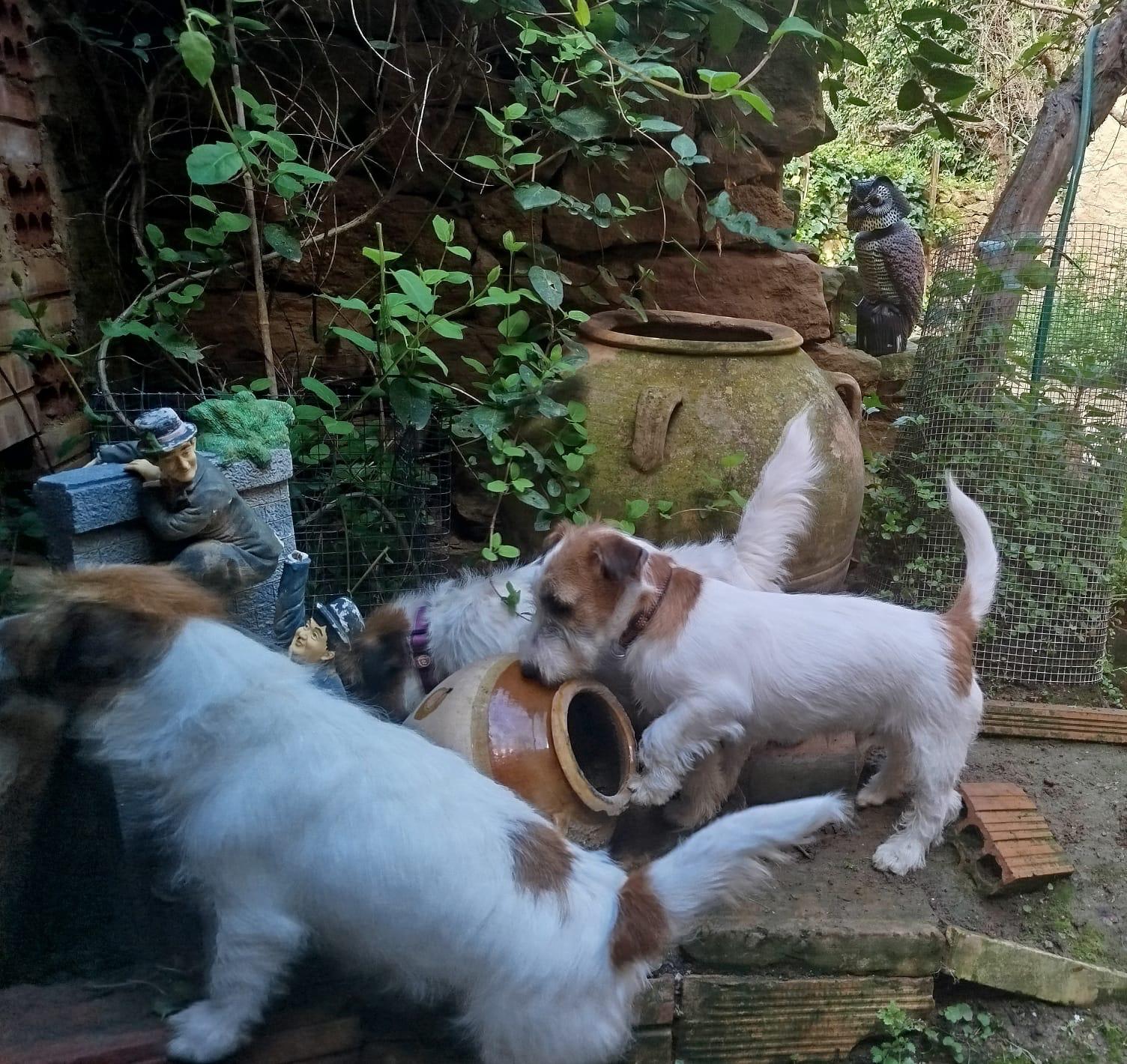 Imagen de whatsapp 2025 04 25 a las 11.29.01 13f59c1b