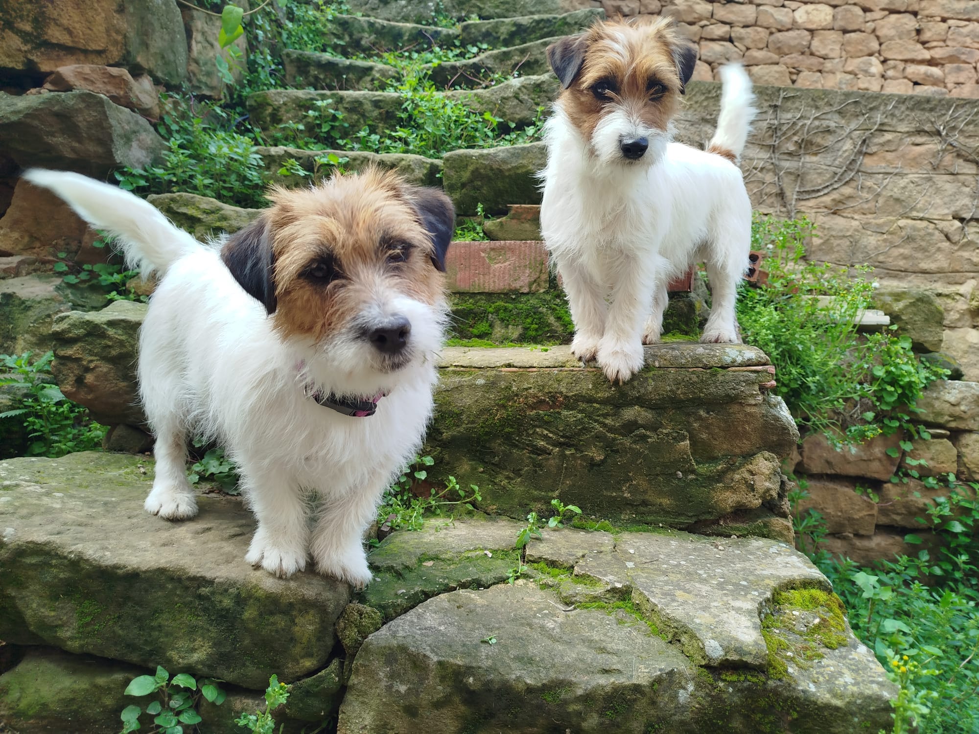 Imagen de whatsapp 2025 04 25 a las 11.29.01 913681cf