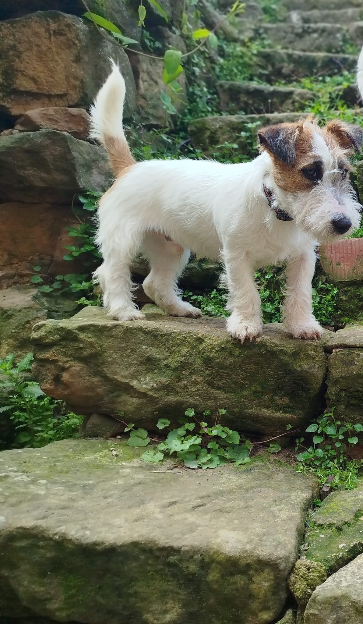 Imagen de whatsapp 2025 04 25 a las 11.29.02 2f3b880d