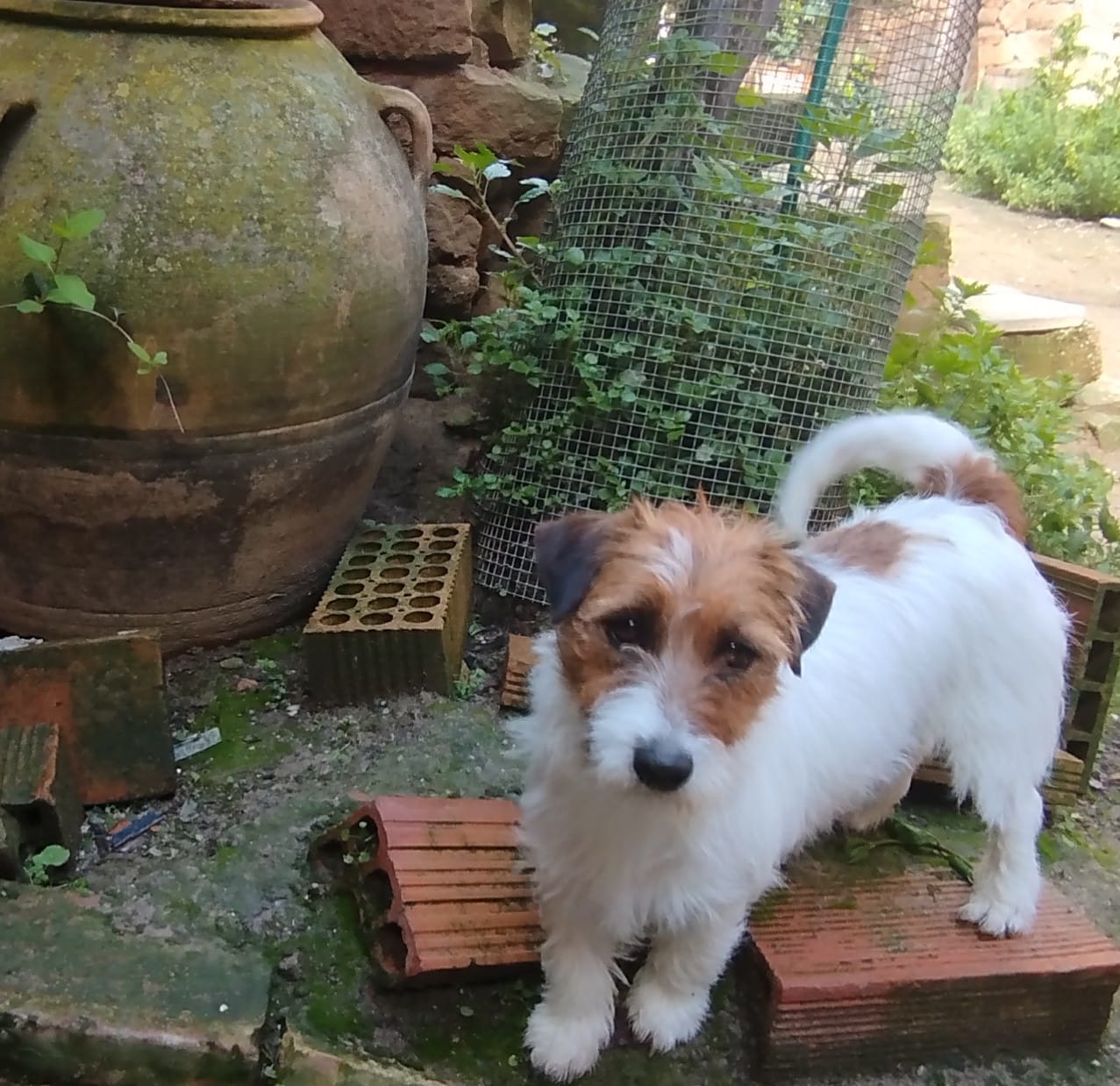 Imagen de whatsapp 2025 04 25 a las 11.29.02 bb041cb7