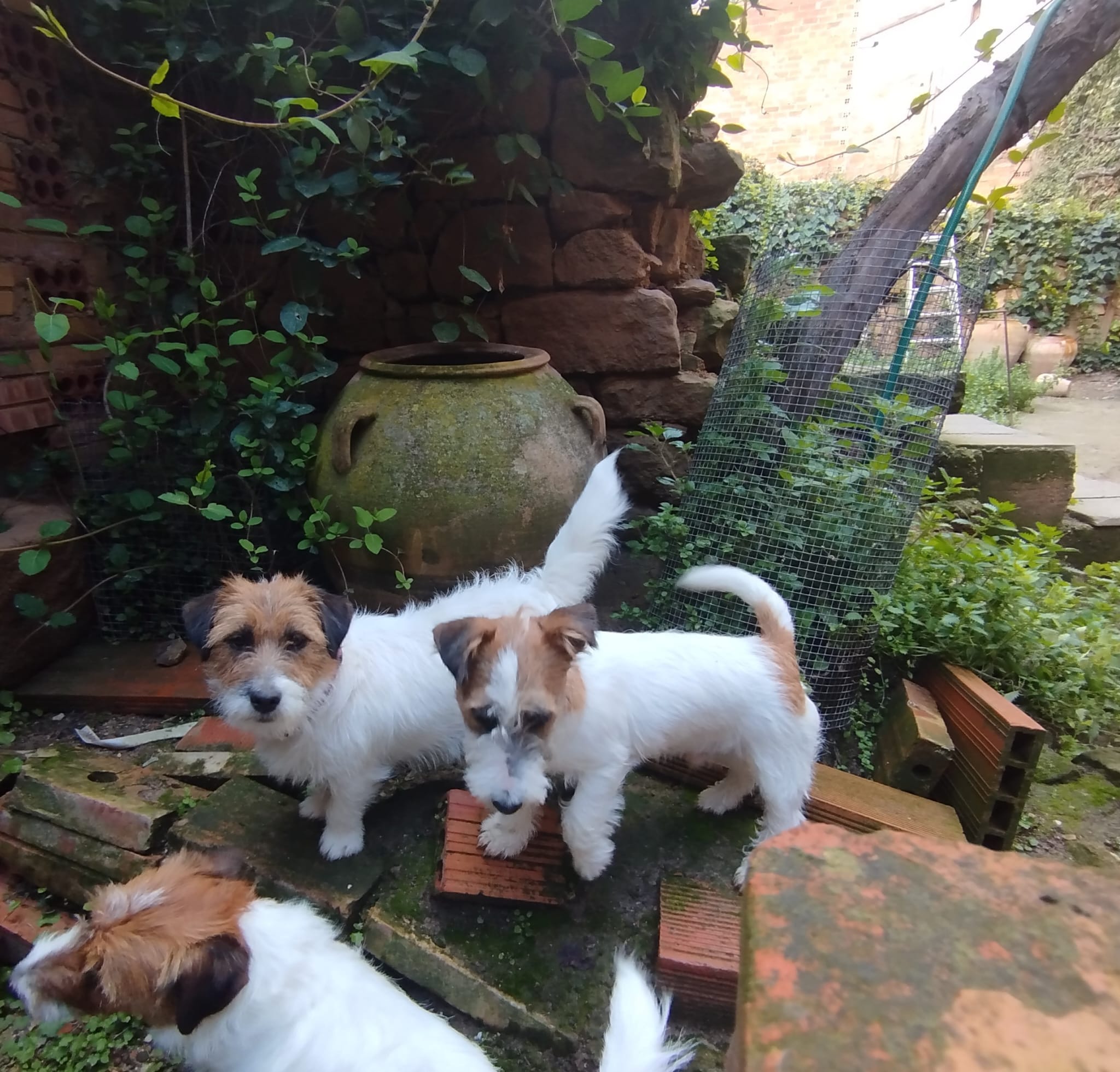 Imagen de whatsapp 2025 04 25 a las 11.29.02 f4eb1563