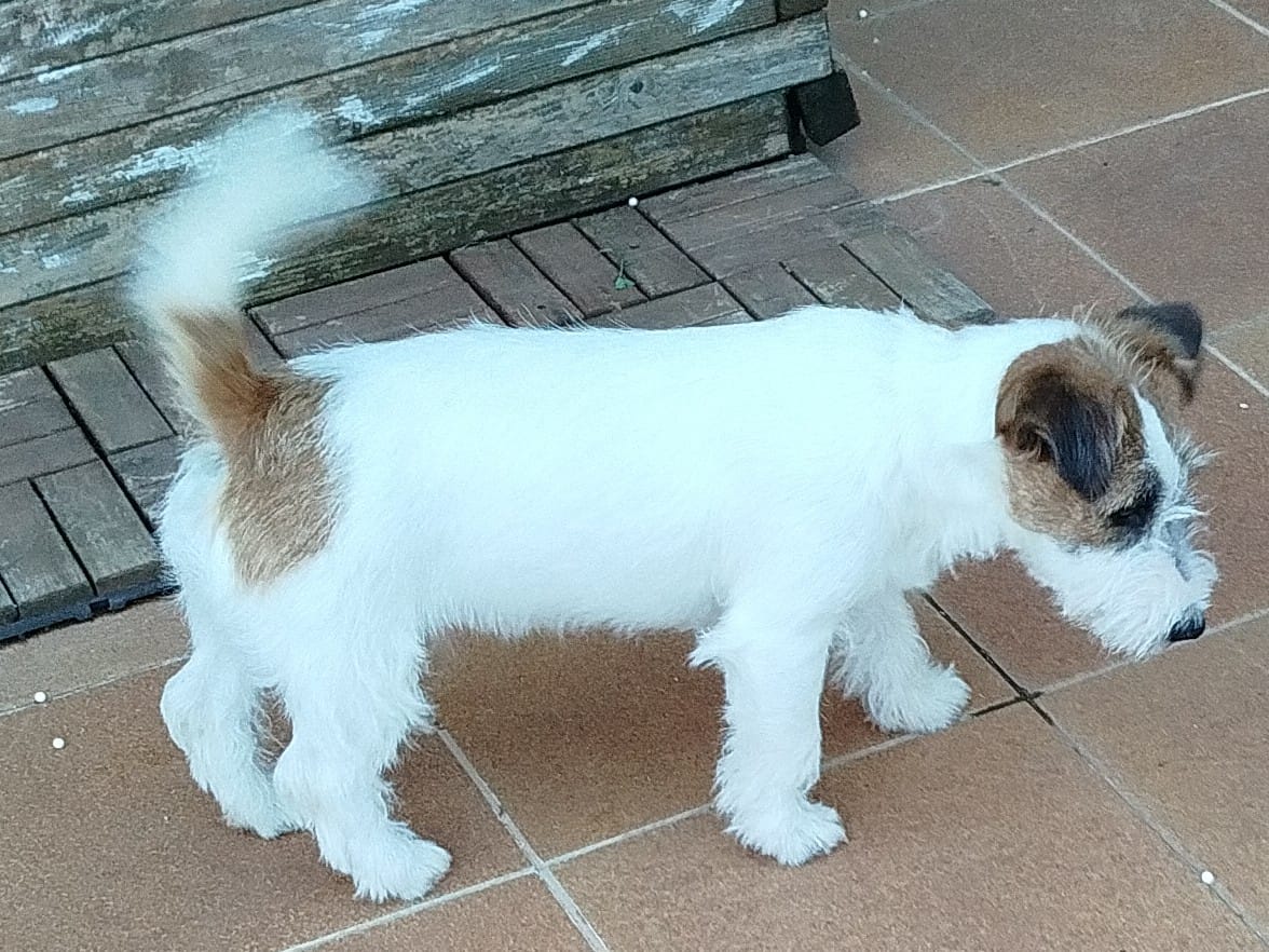 Imagen de whatsapp 2025 05 15 a las 19.49.08 33379e69