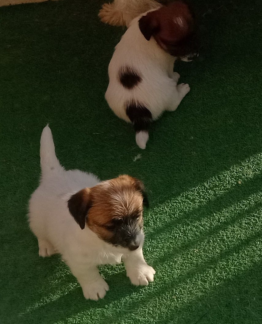 Imagen de whatsapp 2025 05 15 a las 19.49.09 1ccd294b