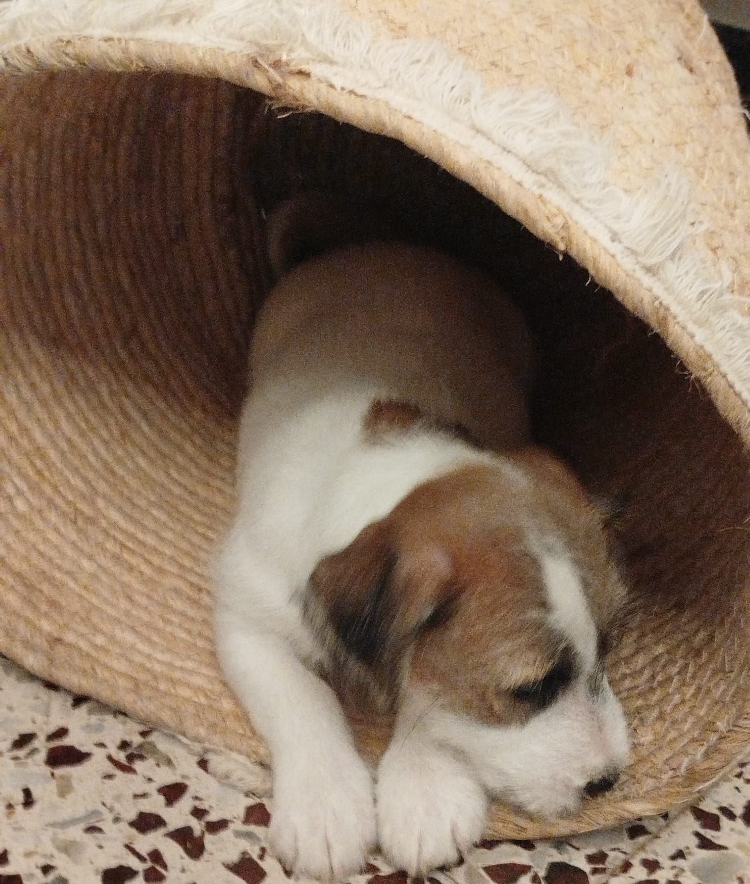 Imagen de whatsapp 2025 05 15 a las 19.49.09 d3067b77