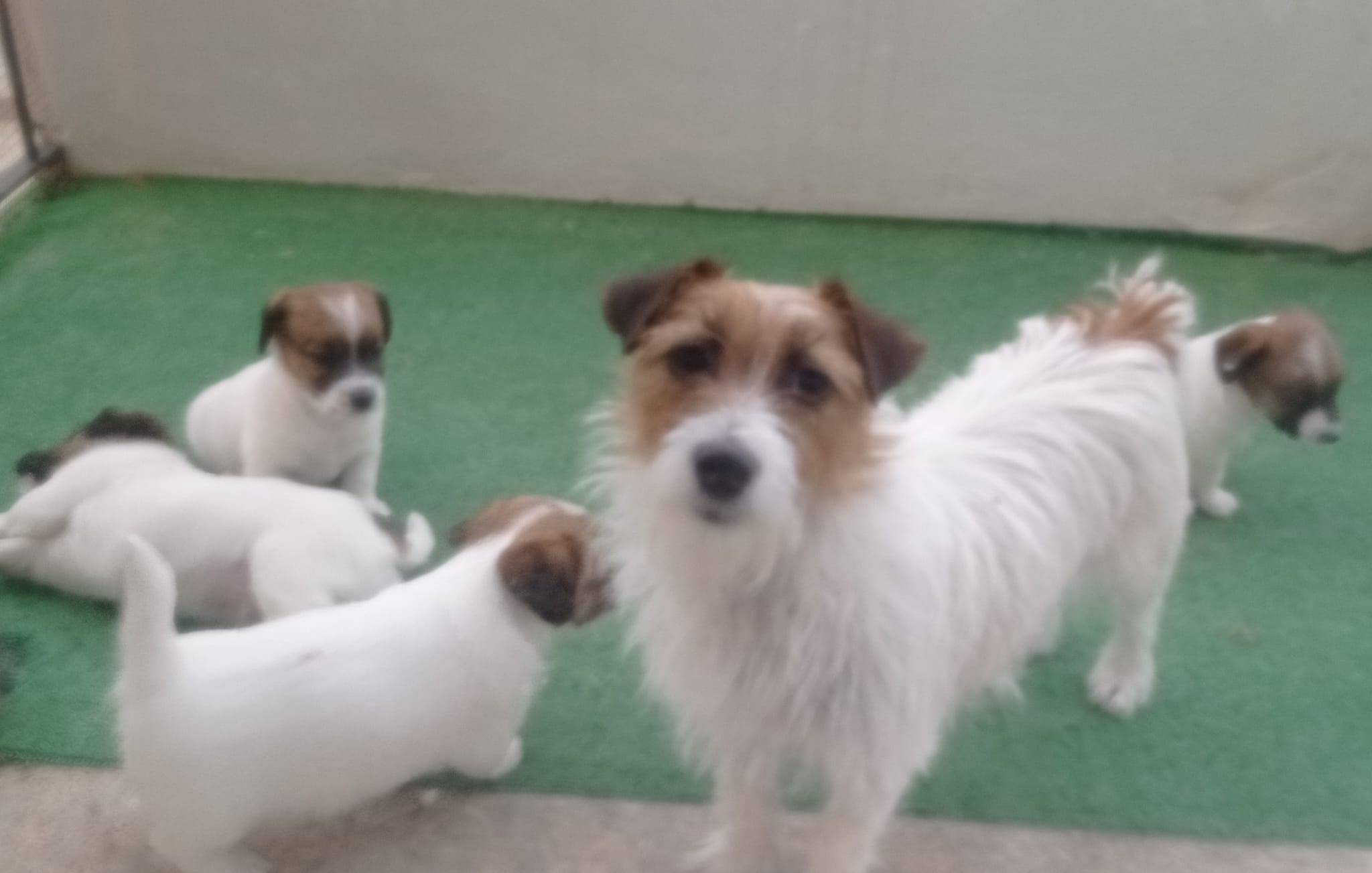 Imagen de whatsapp 2025 05 15 a las 19.49.09 f04b964e