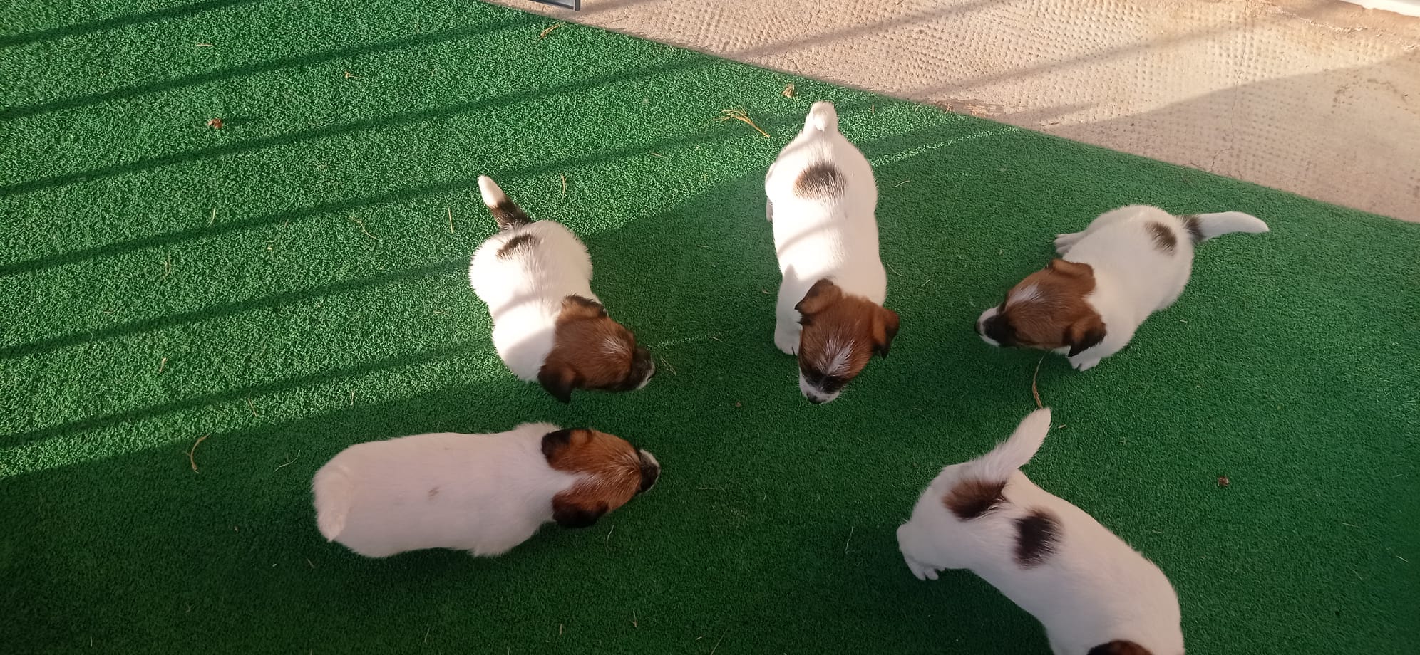 Imagen de whatsapp 2025 05 15 a las 19.49.09 f52ecefb