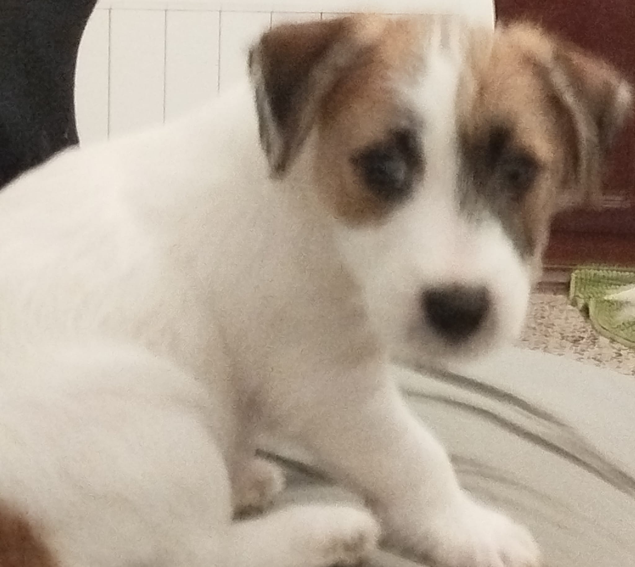 Imagen de whatsapp 2025 05 15 a las 19.49.09 f94305ef