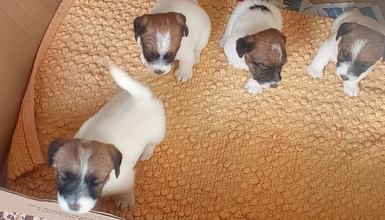 Imagen de whatsapp 2025 05 15 a las 19.49.10 6401fc67