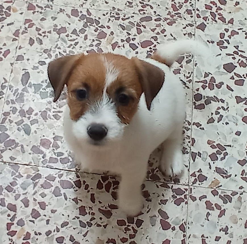 Imagen de whatsapp 2025 05 15 a las 19.49.10 889e54b3