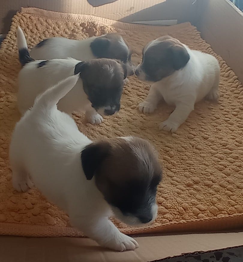 Imagen de whatsapp 2025 05 15 a las 19.49.10 8a84ef48