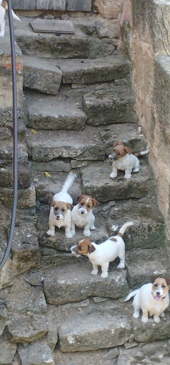 Imagen de whatsapp 2025 05 16 a las 08.31.14 3a47d3d7