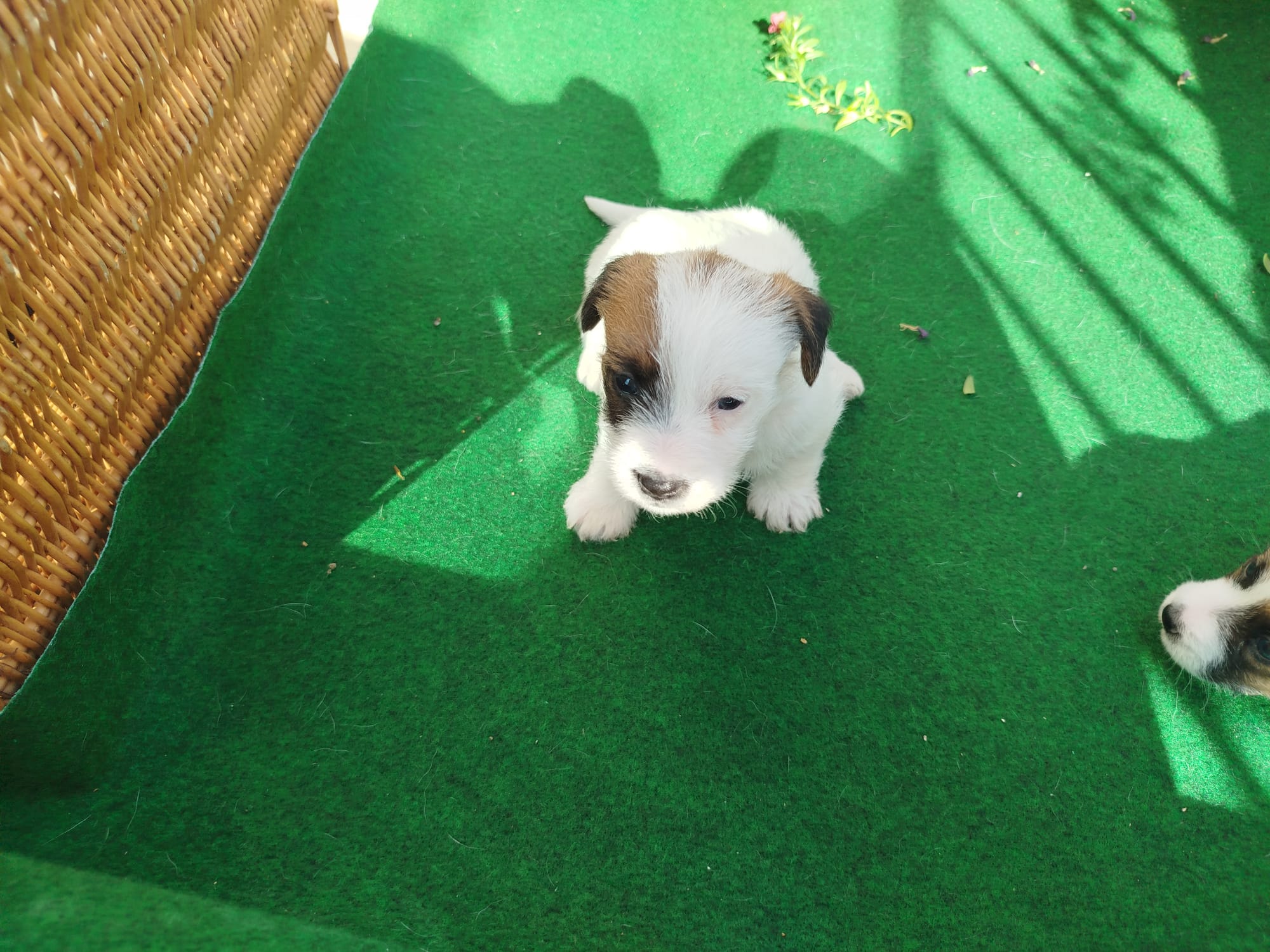 Imagen de whatsapp 2025 07 24 a las 11.02.23 cac44c19