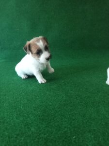 Imagen de whatsapp 2025 09 05 a las 16.40.01 6ec9b534