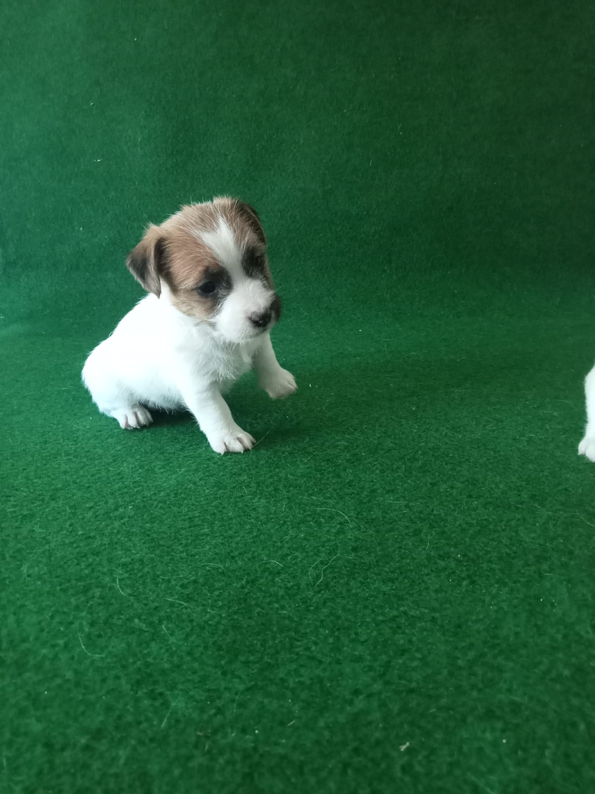 Imagen de whatsapp 2025 09 05 a las 16.40.01 6ec9b534