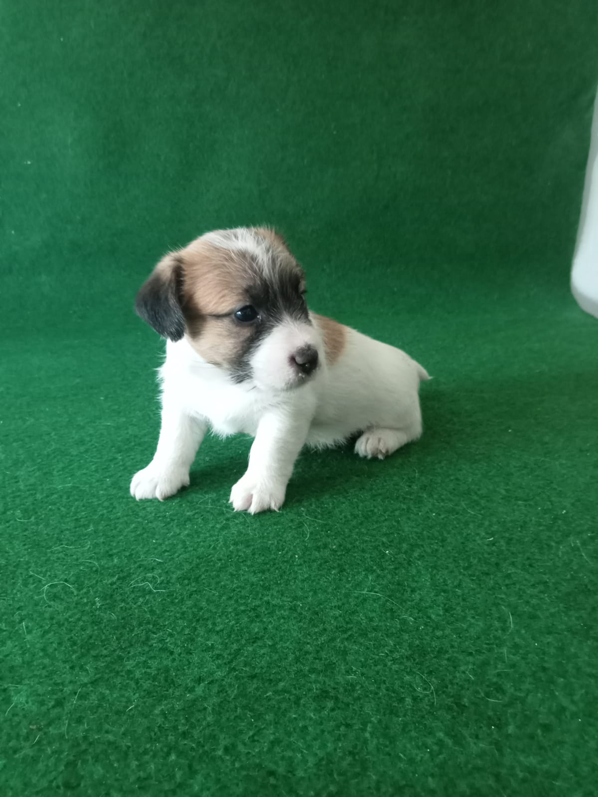 Imagen de whatsapp 2025 09 05 a las 16.40.01 967e0d63