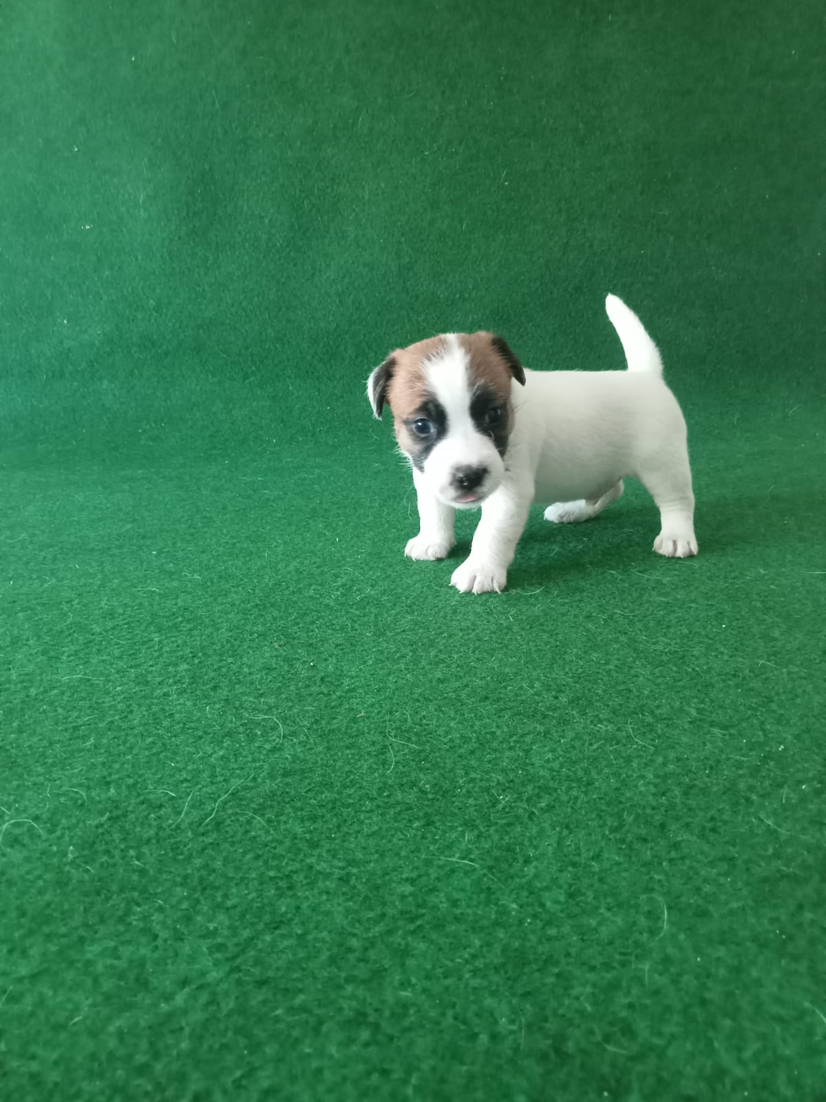 Imagen de whatsapp 2025 09 05 a las 16.40.01 f0ff152c