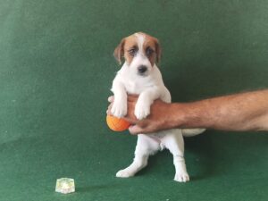 Imagen de whatsapp 2025 09 05 a las 16.40.02 299fb6cb