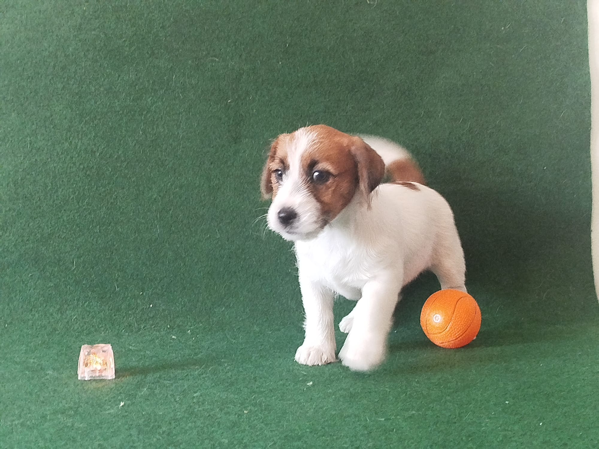 Imagen de whatsapp 2025 09 05 a las 16.40.02 3e55a714