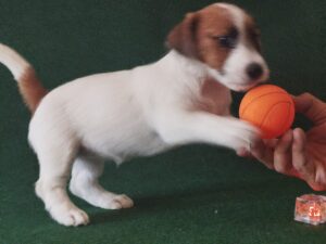 Imagen de whatsapp 2025 09 05 a las 16.40.02 868f2c6a