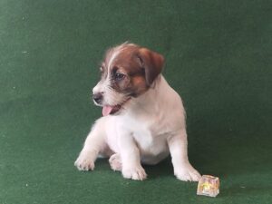 Imagen de whatsapp 2025 09 05 a las 16.40.03 051c2ef2