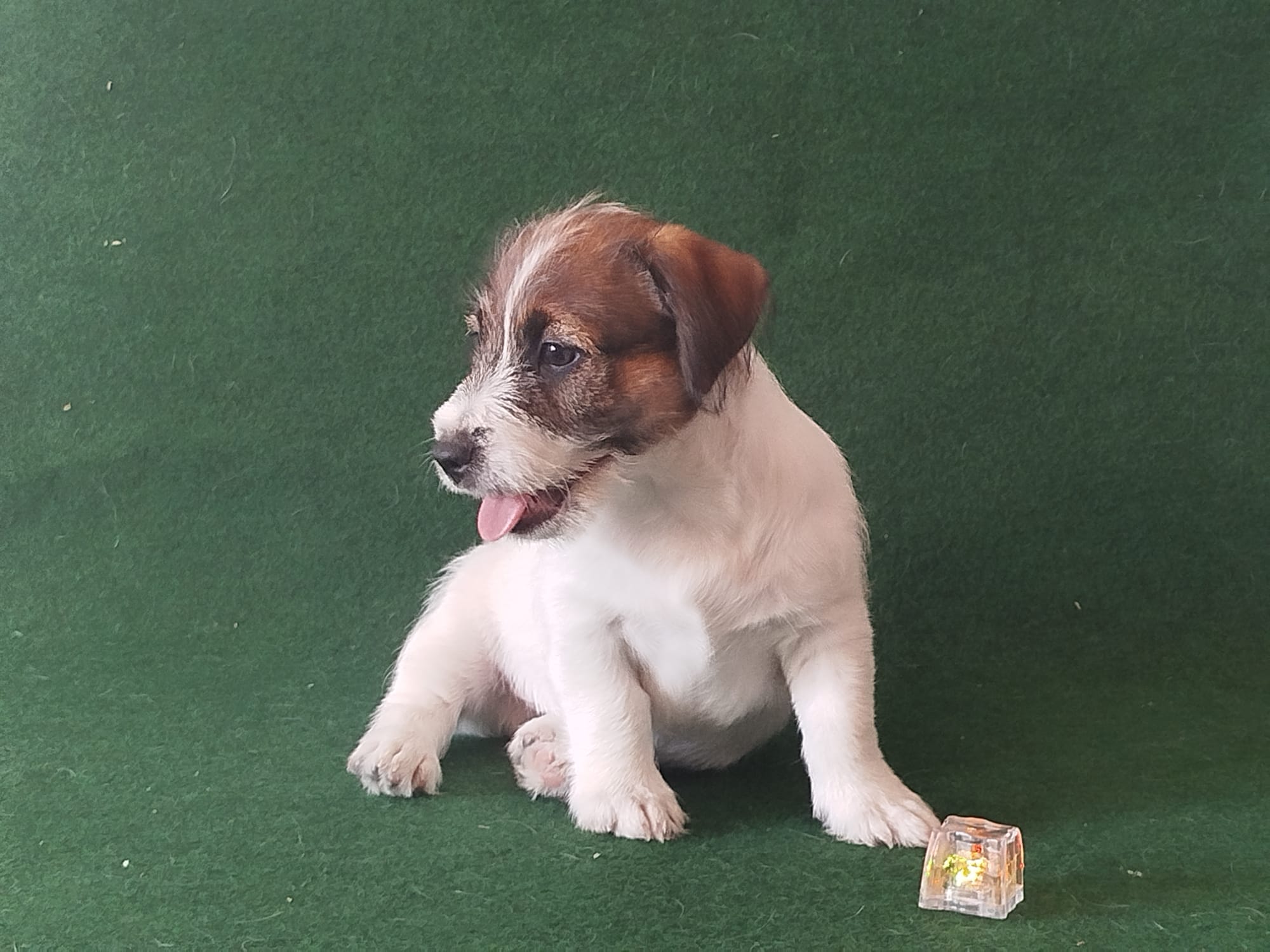 Imagen de whatsapp 2025 09 05 a las 16.40.03 051c2ef2