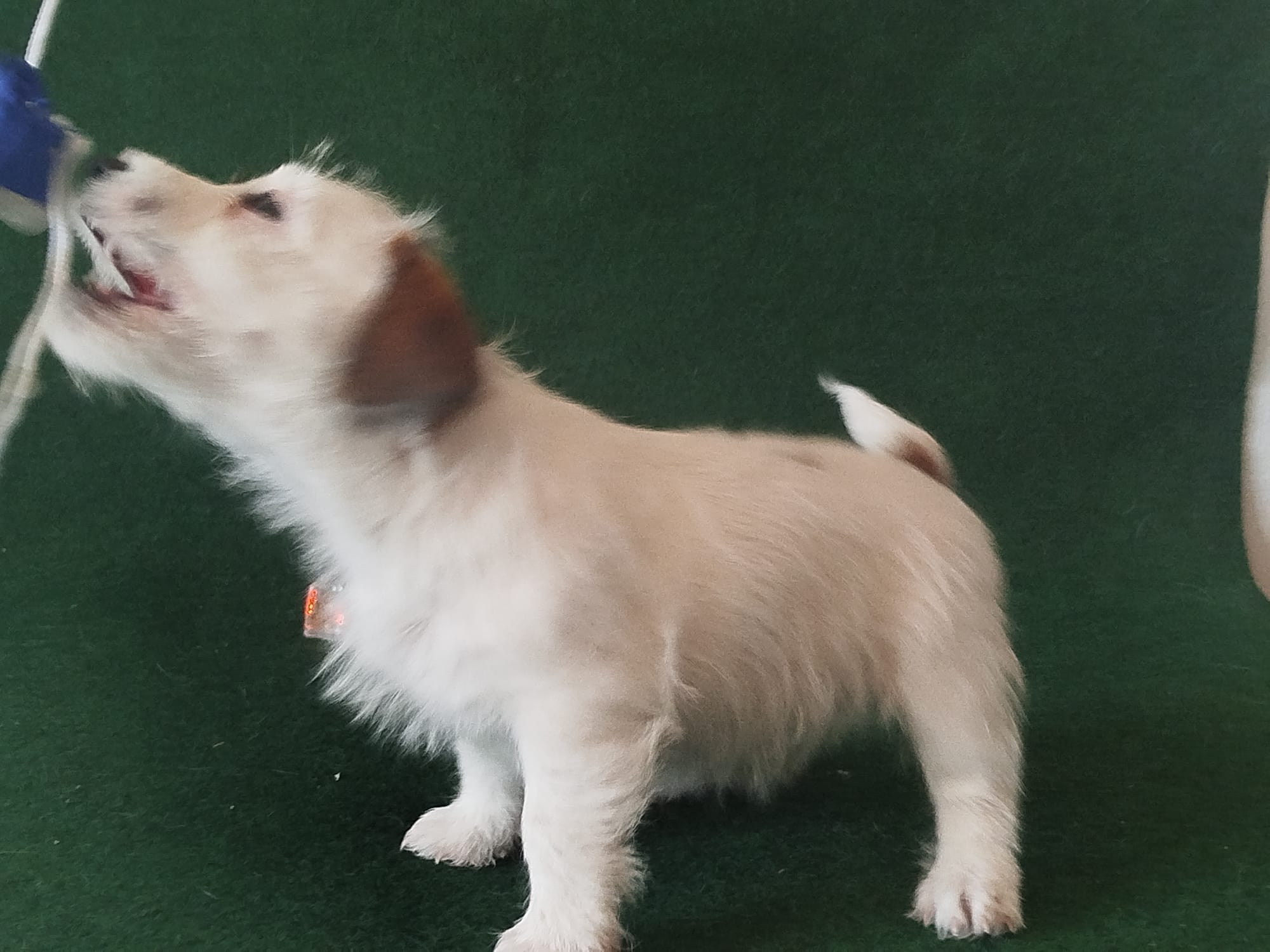 Imagen de whatsapp 2025 09 05 a las 16.40.03 46d9b3d6