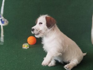 Imagen de whatsapp 2025 09 05 a las 16.40.03 47a05185