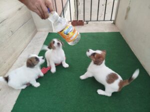 Imagen de whatsapp 2025 09 05 a las 16.40.04 31f1bbd8