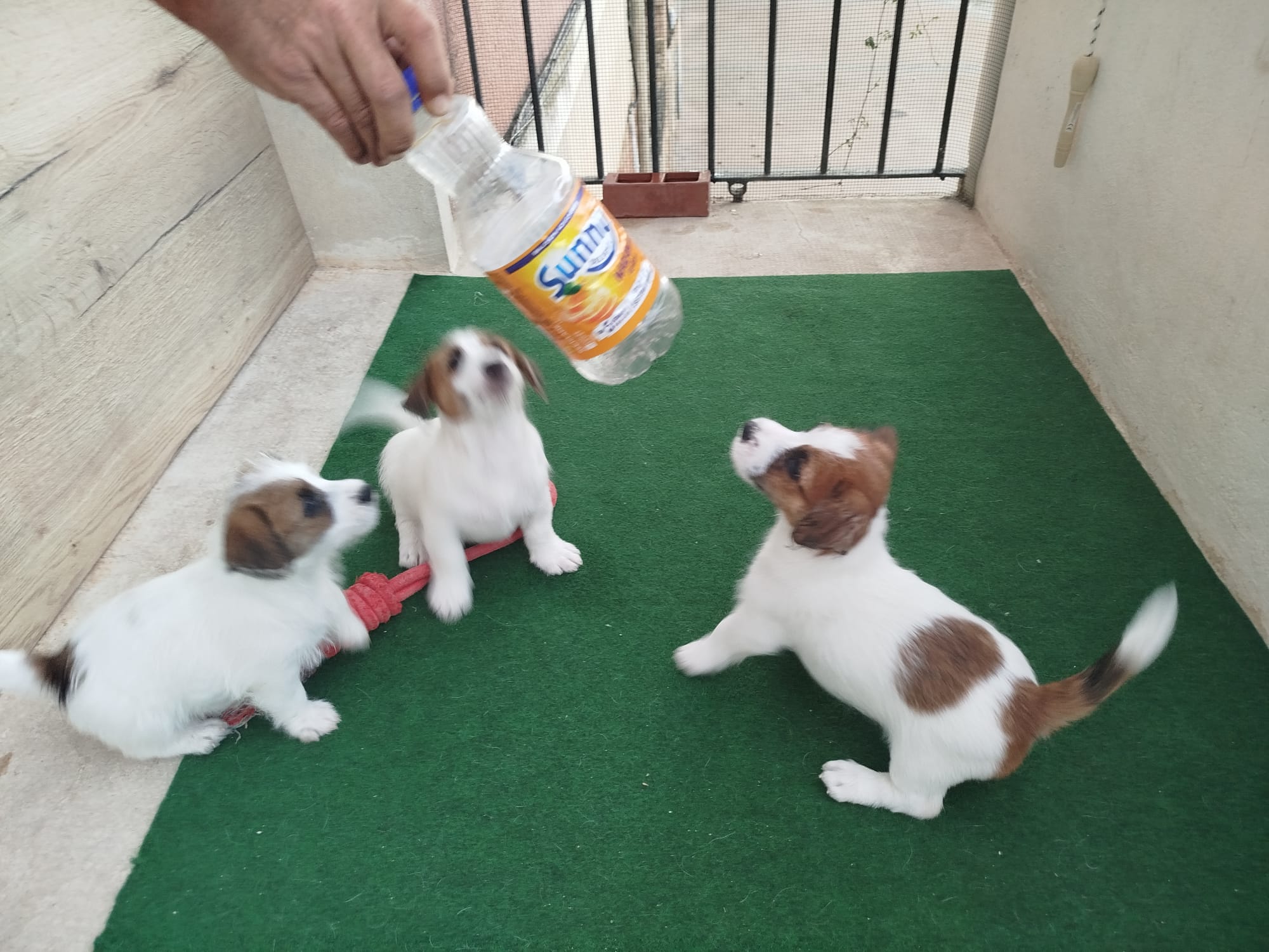 Imagen de whatsapp 2025 09 05 a las 16.40.04 31f1bbd8