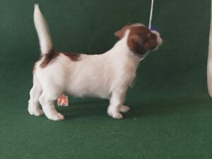 Imagen de whatsapp 2025 09 05 a las 16.40.04 6235a54b