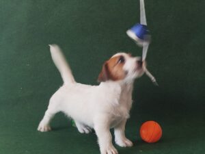 Imagen de whatsapp 2025 09 05 a las 16.40.04 a359cd00