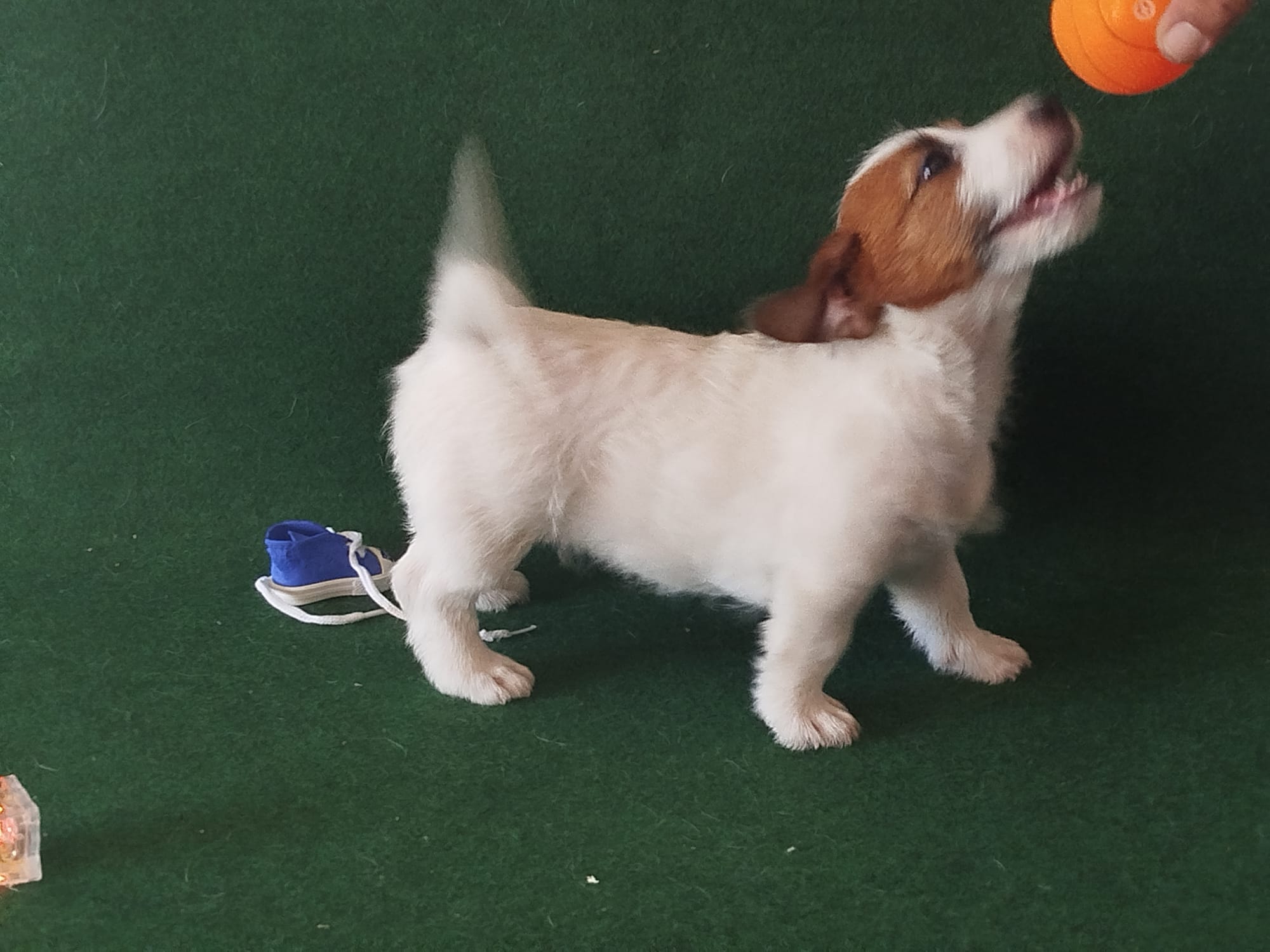 Imagen de whatsapp 2025 09 05 a las 16.40.04 b1fa4fdc