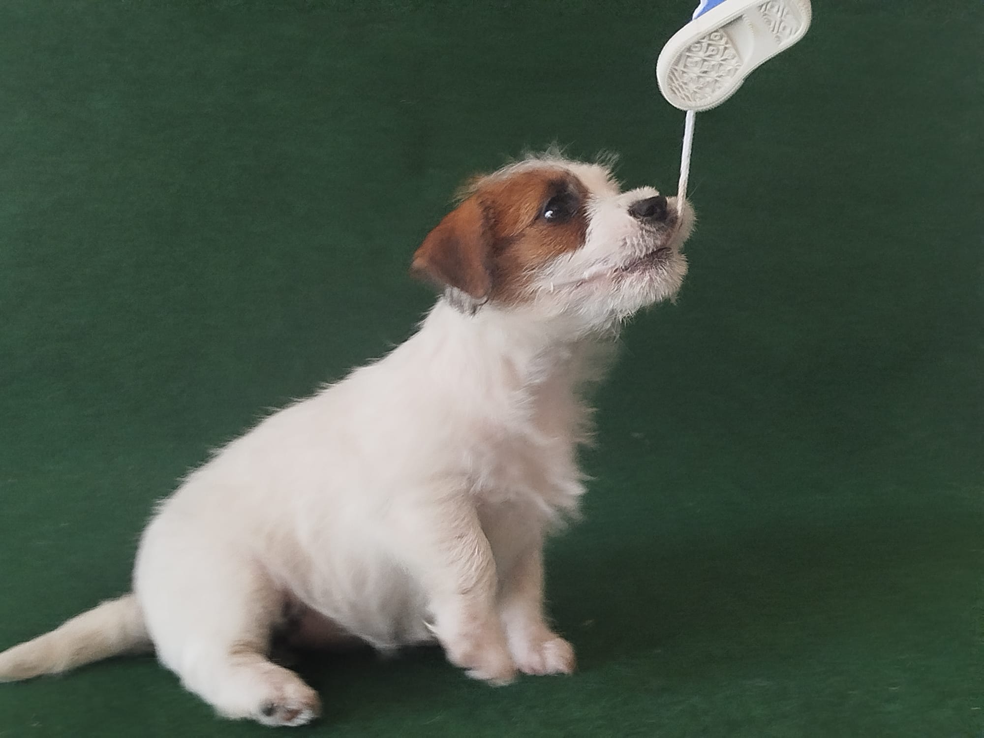 Imagen de whatsapp 2025 09 05 a las 16.40.04 e370ce0a