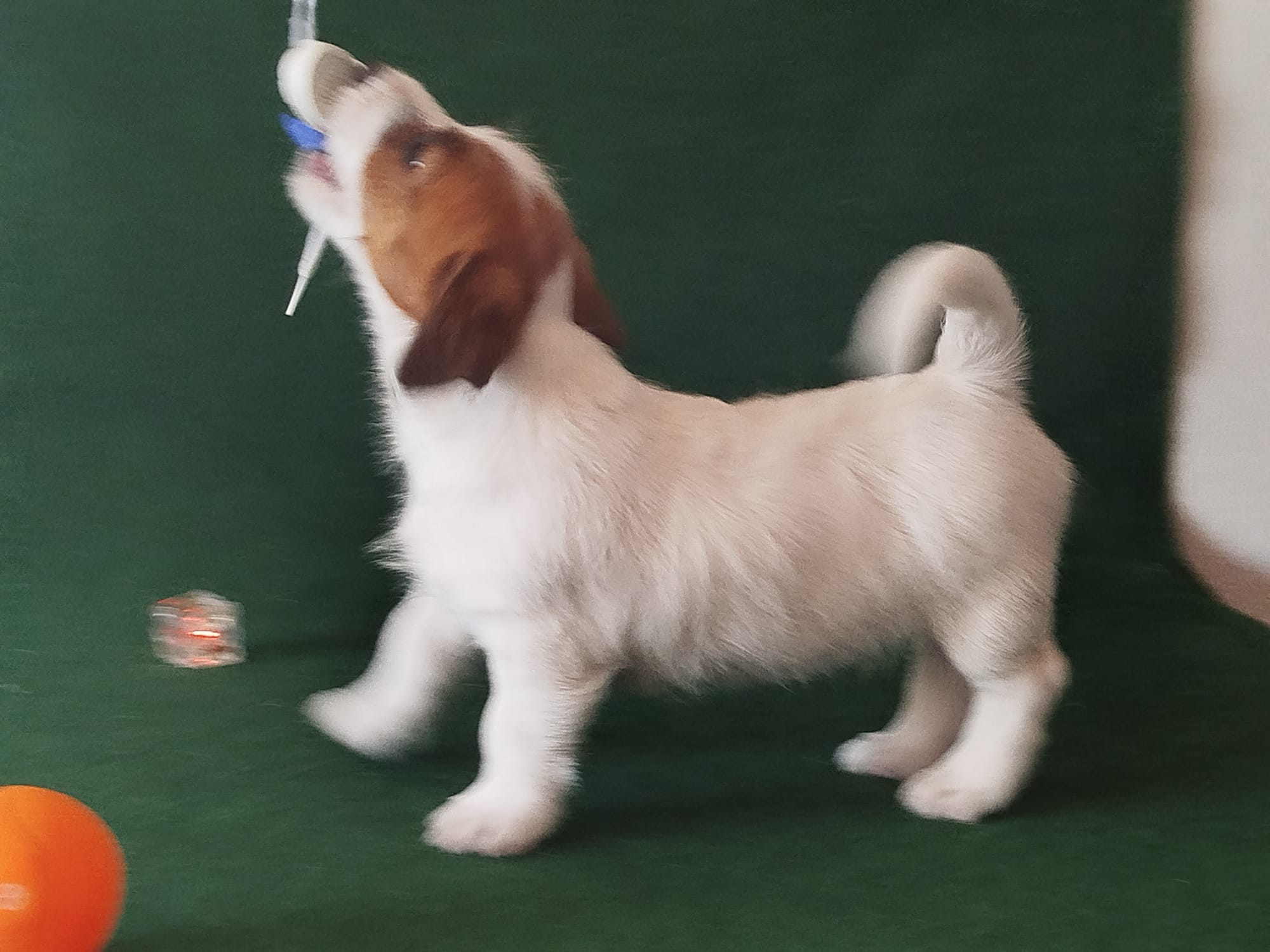 Imagen de whatsapp 2025 09 05 a las 16.40.04 f613ff4e