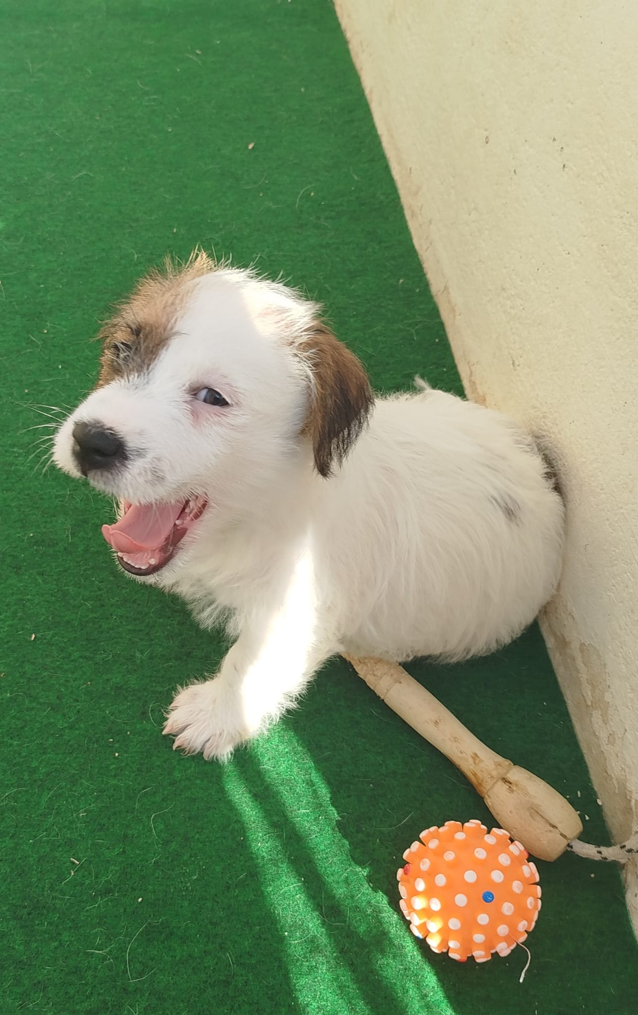 Imagen de whatsapp 2025 09 05 a las 16.40.05 089ce30c