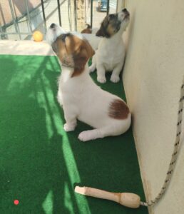 Imagen de whatsapp 2025 09 05 a las 16.40.05 17f2b193