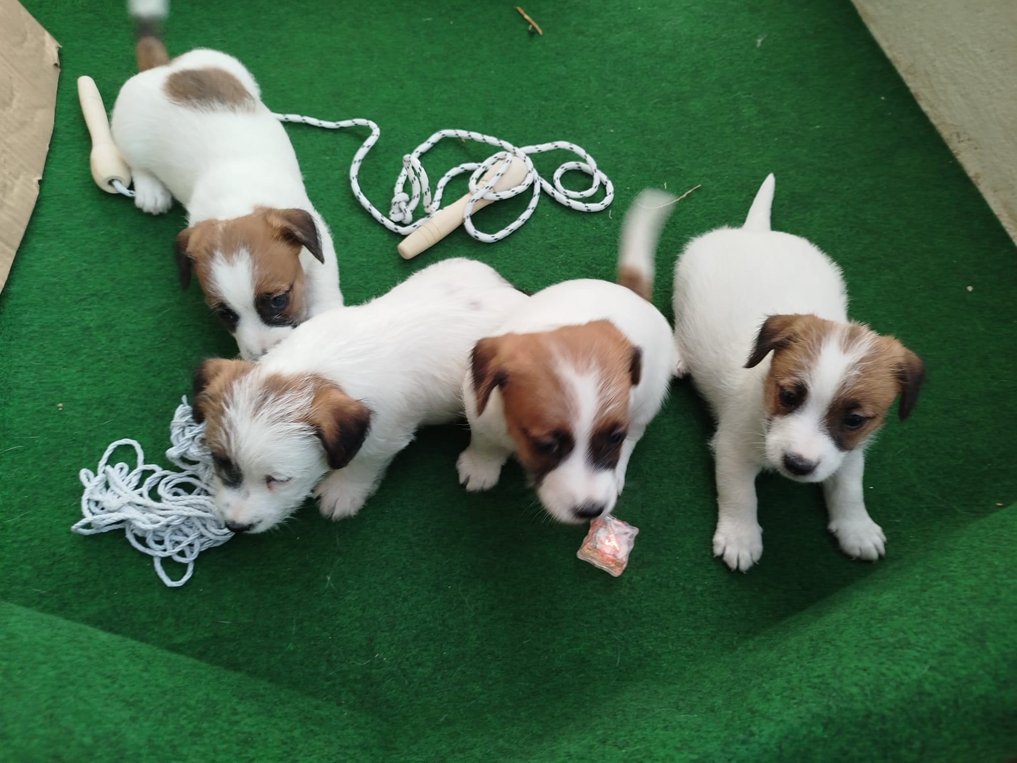 Imagen de whatsapp 2025 09 05 a las 16.40.05 47df2ac7