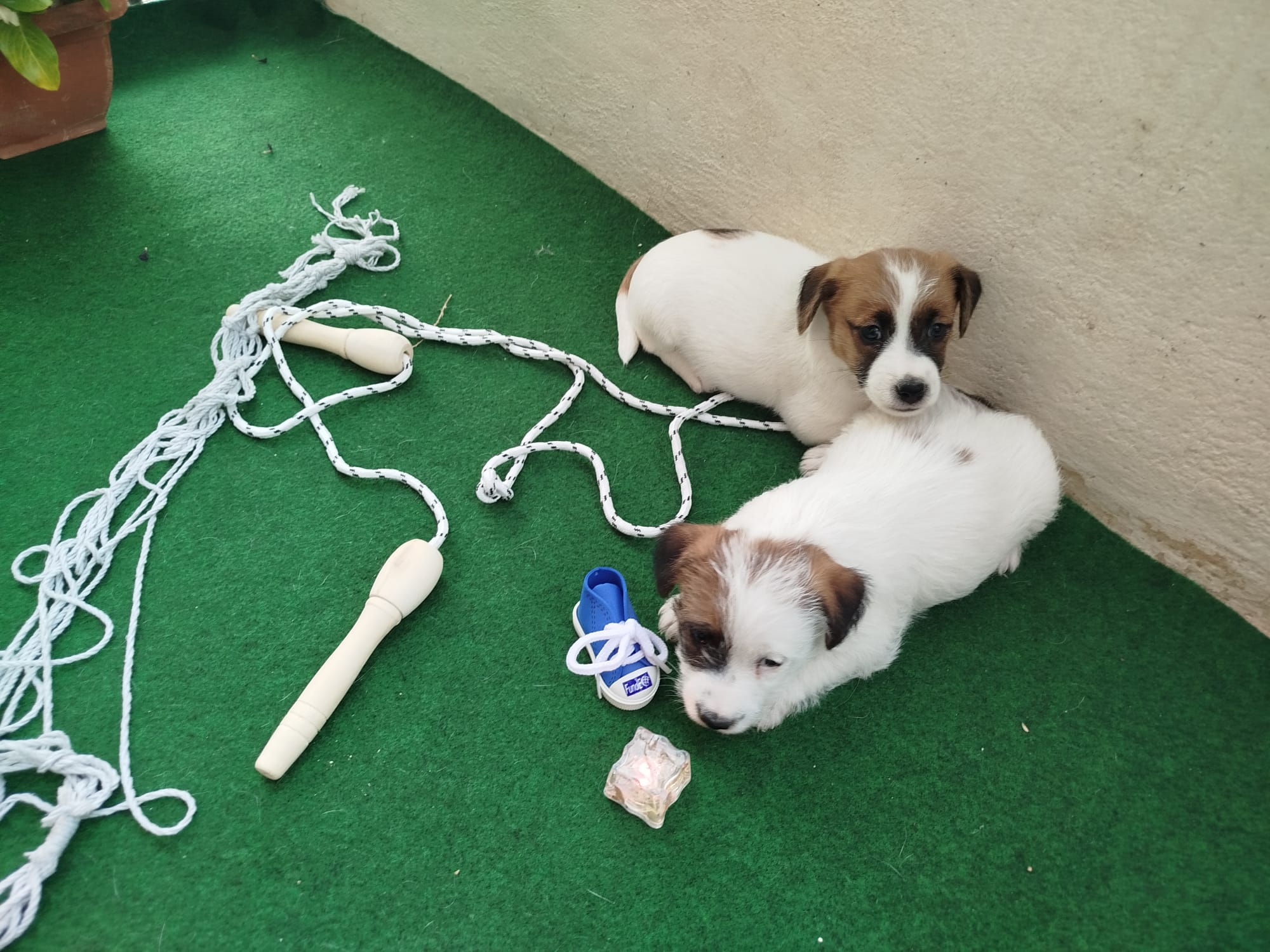 Imagen de whatsapp 2025 09 05 a las 16.40.05 a3042179